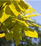 Reichfruchtender Trompetenbaum 'Aurea' - Catalpa bignonioides 'Aurea' - Baum