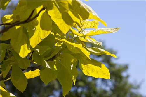 Reichfruchtender Trompetenbaum 'Aurea' - Catalpa bignonioides 'Aurea' - Baum