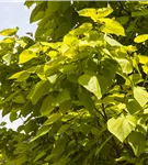 Reichfruchtender Trompetenbaum 'Aurea' - Catalpa bignonioides 'Aurea' - Baum