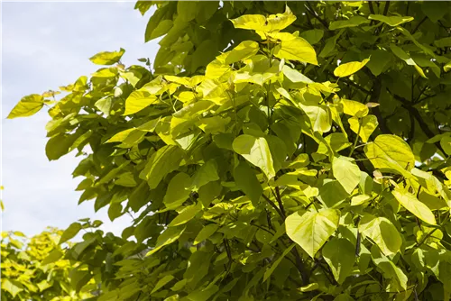 Reichfruchtender Trompetenbaum 'Aurea' - Catalpa bignonioides 'Aurea' - Baum