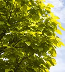 Reichfruchtender Trompetenbaum 'Aurea' - Catalpa bignonioides 'Aurea' - Baum