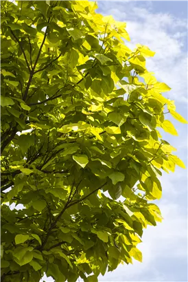 Reichfruchtender Trompetenbaum 'Aurea' - Catalpa bignonioides 'Aurea' - Baum