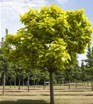 Reichfruchtender Trompetenbaum 'Aurea' - Catalpa bignonioides 'Aurea' - Baum