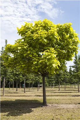 Reichfruchtender Trompetenbaum 'Aurea' - Catalpa bignonioides 'Aurea' - Baum