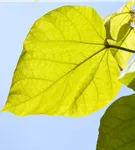 Reichfruchtender Trompetenbaum 'Aurea' - Catalpa bignonioides 'Aurea' - Baum