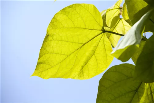 Reichfruchtender Trompetenbaum 'Aurea' - Catalpa bignonioides 'Aurea' - Baum