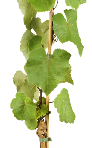 Vitis 'Isabella'