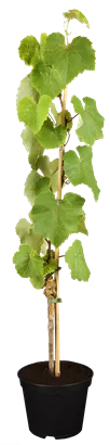 Tafeltraube 'Isabella' - Vitis 'Isabella'