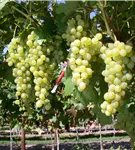 Tafeltraube 'Lilla'(s) - Vitis 'Lilla'