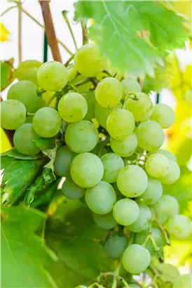 Tafeltraube 'Lilla'(s) - Vitis 'Lilla'