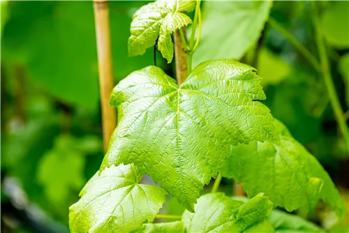 Tafeltraube 'Romulus' - Vitis 'Romulus'