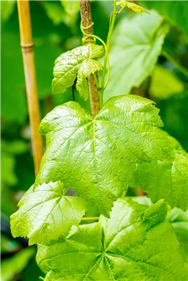 Tafeltraube 'Romulus' - Vitis 'Romulus'