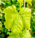 Tafeltraube 'Romulus' - Vitis 'Romulus'