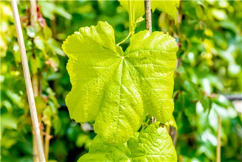 Tafeltraube 'Romulus' - Vitis 'Romulus'