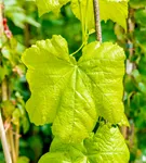 Tafeltraube 'Romulus' - Vitis 'Romulus'