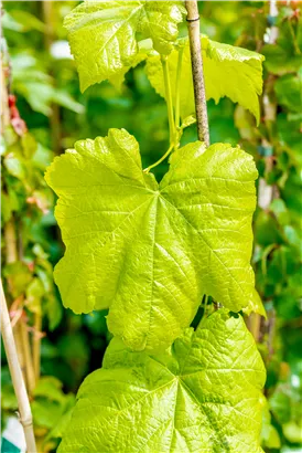 Tafeltraube 'Romulus' - Vitis 'Romulus'