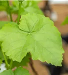 Tafeltraube 'Romulus' - Vitis 'Romulus'