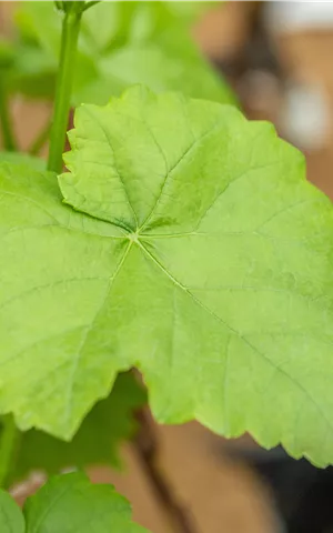 Vitis 'Romulus'