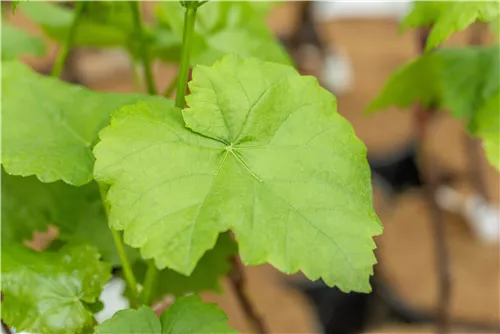 Tafeltraube 'Romulus' - Vitis 'Romulus'