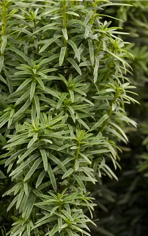 Taxus baccata 'David'