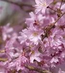 Rosa Winterkirsche 'Autumnalis' - Prunus subhirtella 'Autumnalis' CAC - Baum