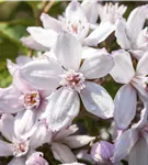 Rosendeutzie 'Mont Rose' - Deutzia hybrida 'Mont Rose'