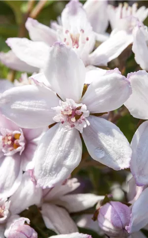 Deutzia hybrida 'Mont Rose'