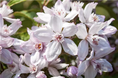 Rosendeutzie 'Mont Rose' - Deutzia hybrida 'Mont Rose'