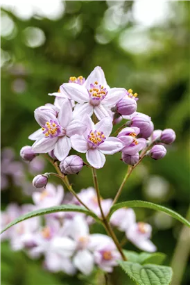 Rosendeutzie 'Mont Rose' - Deutzia hybrida 'Mont Rose'