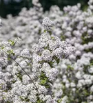 Rosendeutzie 'Mont Rose' - Deutzia hybrida 'Mont Rose'