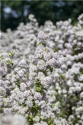 Rosendeutzie 'Mont Rose' - Deutzia hybrida 'Mont Rose'