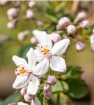 Rosendeutzie 'Mont Rose' - Deutzia hybrida 'Mont Rose'