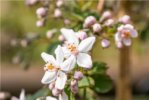 Rosendeutzie 'Mont Rose' - Deutzia hybrida 'Mont Rose'