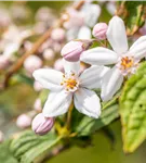 Rosendeutzie 'Mont Rose' - Deutzia hybrida 'Mont Rose'