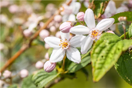 Rosendeutzie 'Mont Rose' - Deutzia hybrida 'Mont Rose'