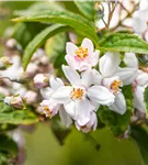 Rosendeutzie 'Mont Rose' - Deutzia hybrida 'Mont Rose'