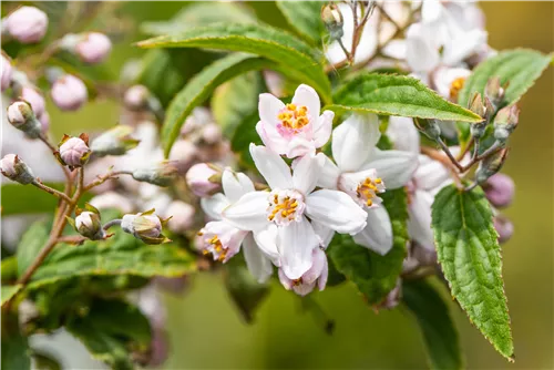 Rosendeutzie 'Mont Rose' - Deutzia hybrida 'Mont Rose'