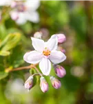 Rosendeutzie 'Mont Rose' - Deutzia hybrida 'Mont Rose'