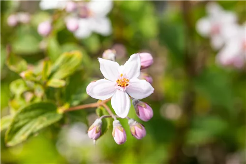 Rosendeutzie 'Mont Rose' - Deutzia hybrida 'Mont Rose'