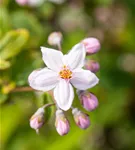 Rosendeutzie 'Mont Rose' - Deutzia hybrida 'Mont Rose'