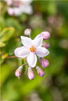 Rosendeutzie 'Mont Rose' - Deutzia hybrida 'Mont Rose'