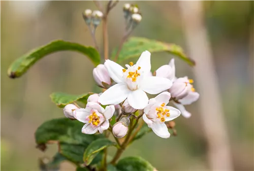 Rosendeutzie 'Mont Rose' - Deutzia hybrida 'Mont Rose'