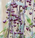 Zierapfel 'Royal Beauty' - Malus 'Royal Beauty' CAC