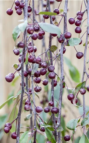 Malus 'Royal Beauty' CAC