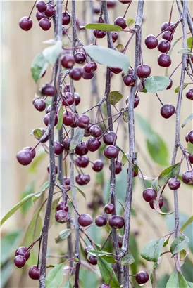 Zierapfel 'Royal Beauty' - Malus 'Royal Beauty' CAC