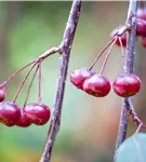 Zierapfel 'Royal Beauty' - Malus 'Royal Beauty' CAC