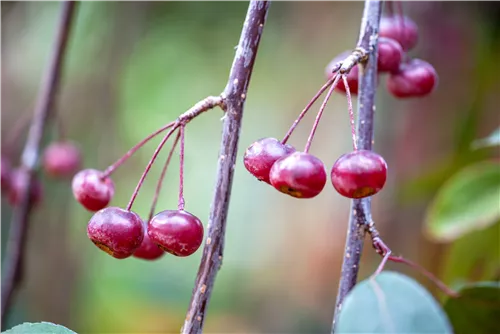 Zierapfel 'Royal Beauty' - Malus 'Royal Beauty' CAC