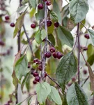 Zierapfel 'Royal Beauty' - Malus 'Royal Beauty' CAC