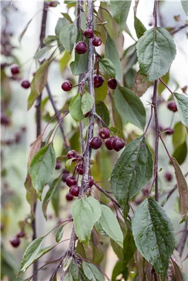 Zierapfel 'Royal Beauty' - Malus 'Royal Beauty' CAC