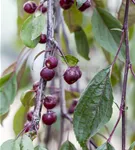 Zierapfel 'Royal Beauty' - Malus 'Royal Beauty' CAC